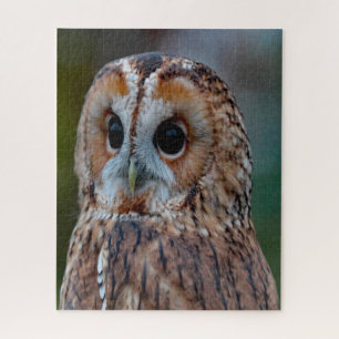 Streifenkauz - Greifvogel.