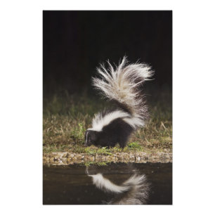 Streifenskunk, Mephitis mephitis Fotodruck