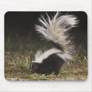 Streifenskunk, Mephitis mephitis Mousepad