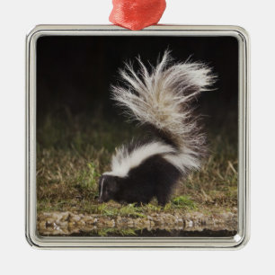 Streifenskunk, Mephitis mephitis Ornament Aus Metall