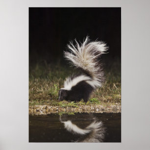 Streifenskunk, Mephitis mephitis Poster