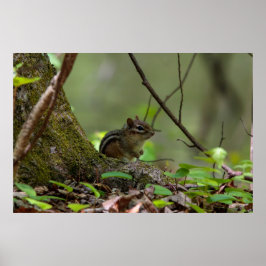 Streifhörnchen beim Spähen Poster