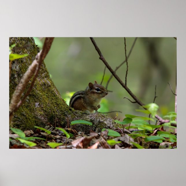 Streifhörnchen beim Spähen Poster (Vorne)