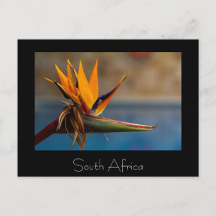 Strelitzia Blume Südafrika Naturpostkarte Postkarte
