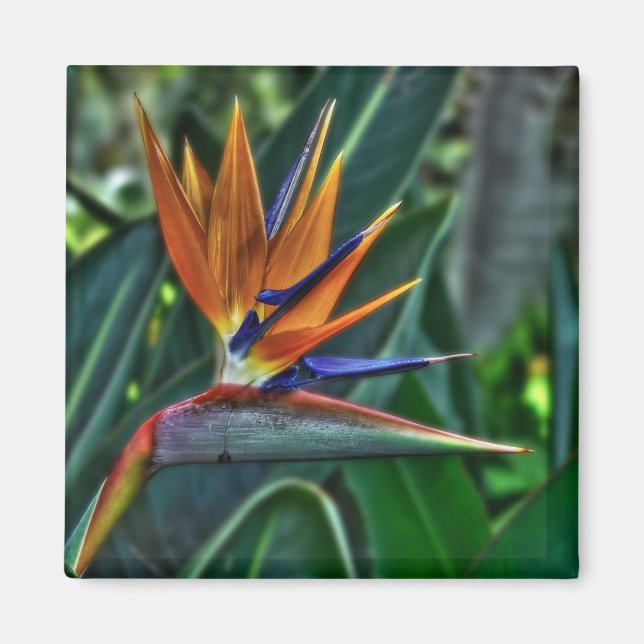 Strelitzia - Blume Teneriffa Magnet (Vorne)