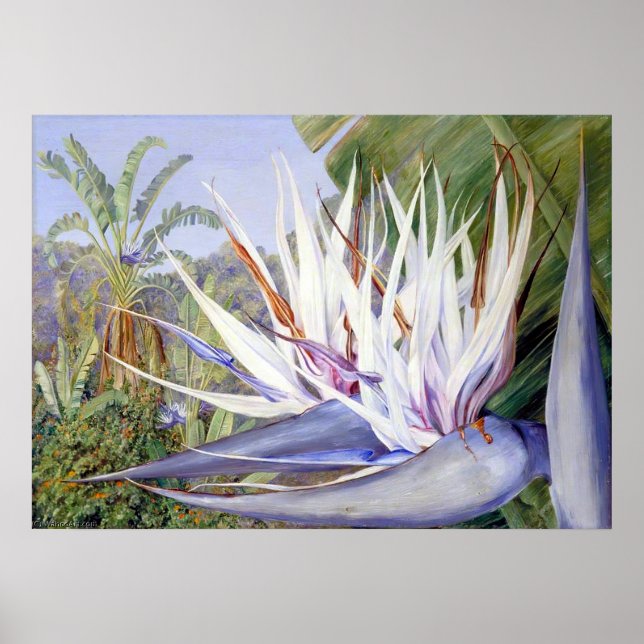 Strelitzia by Marianne North - Exotische Landschaf Poster (Vorne)