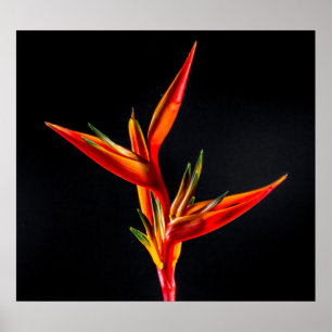 Strelitzia, der Vogel der paradiesischen Blume Poster