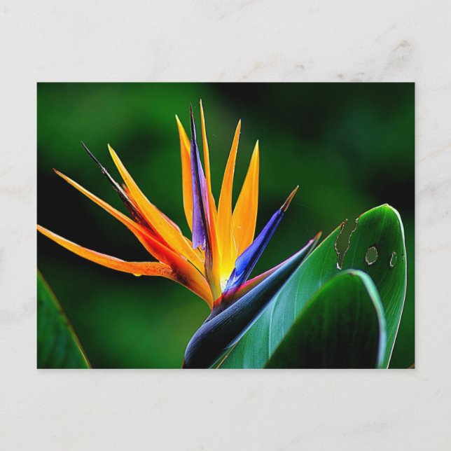 Strelitzia. Der Vogel der paradiesischen Blume. Postkarte (Vorderseite)