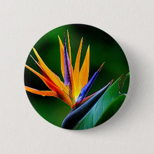 Strelitzia. Paradiesvogel Blume Button
