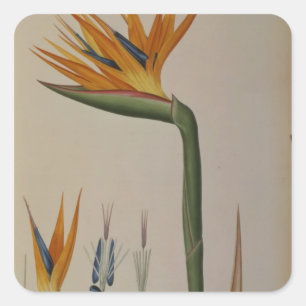Strelitzia Reginae von "Les Strelitziacees" Quadratischer Aufkleber