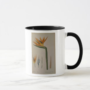 Strelitzia Reginae, von 'Les Strelitziacees Tasse