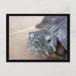 Strelka schließt postkarte