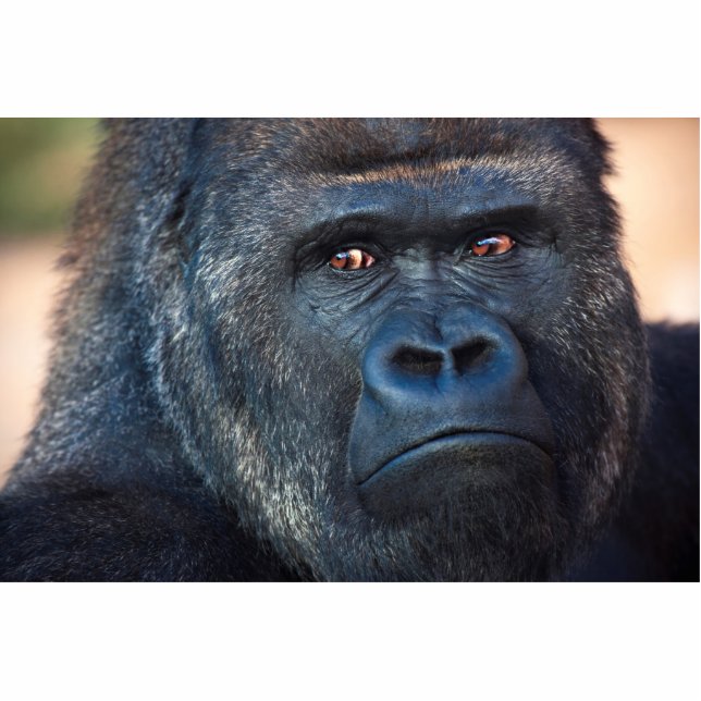 Strenges Gorilla-Gesicht Freistehende Fotoskulptur (Vorne)