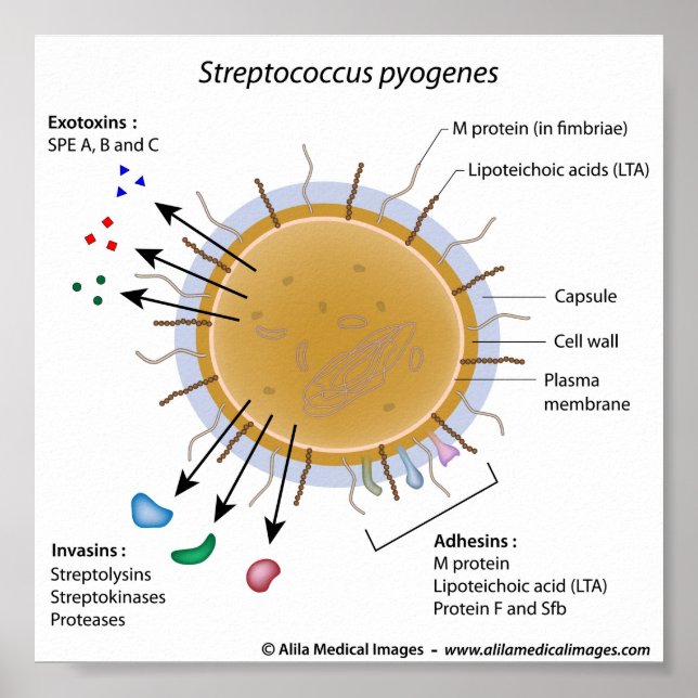 Strep pyogenes beschriftet Diagramm. Poster (Vorne)