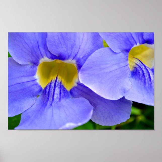 Streptocarpus Speicies Blue Flowers Poster (Vorne)