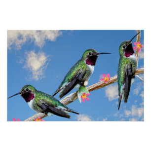 Stretched Canvas Print Three Hummingbird Poster