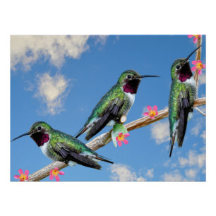 Stretched Canvas Print Three Hummingbird Poster