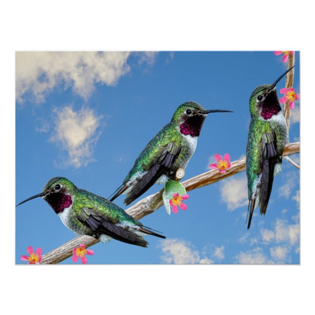 Stretched Canvas Print Three Hummingbird Poster (Vorderseite)
