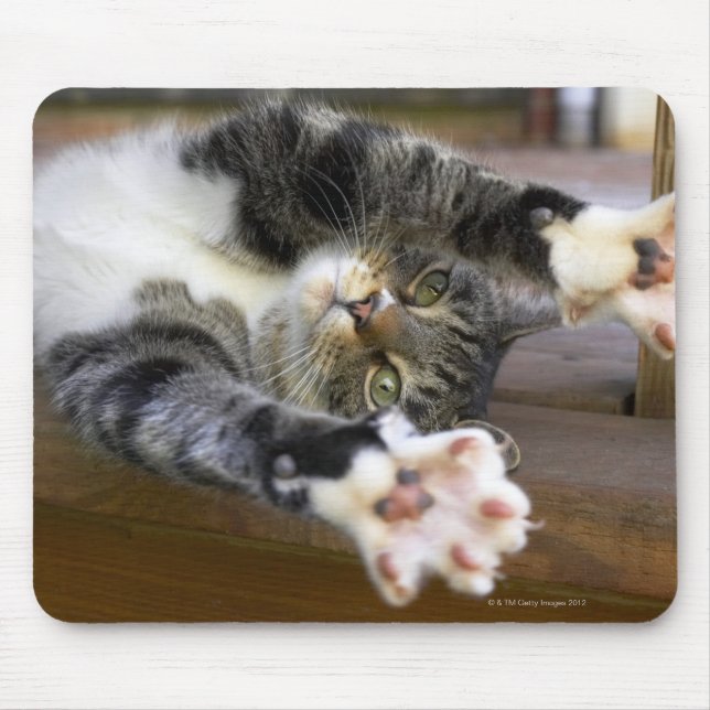 Stretching von Katzen, drinnen Mousepad (Vorne)