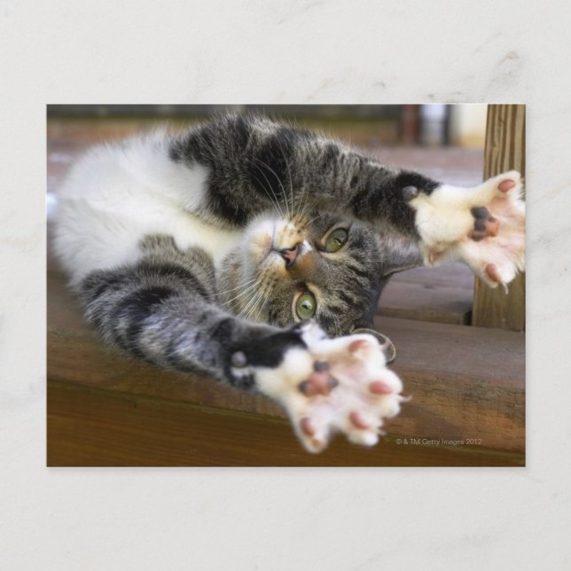 Stretching von Katzen, drinnen Postkarte (Vorderseite)