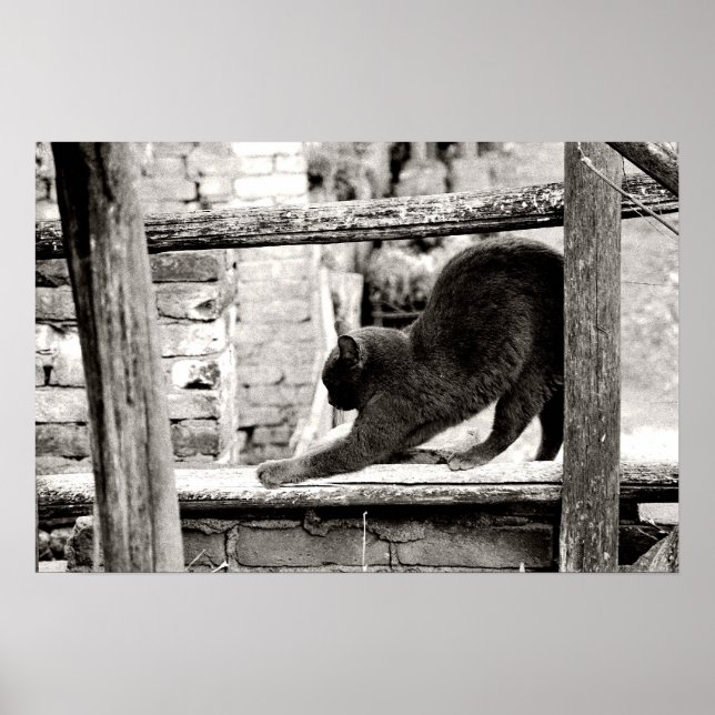 Stretchkatze Poster (Vorne)