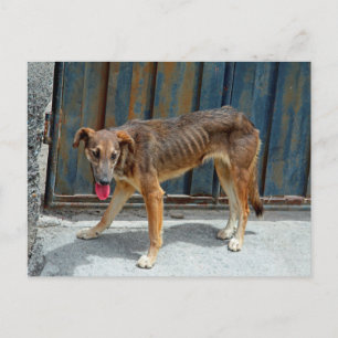 Streunender Hund Postkarte
