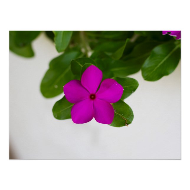 Strickende rosa Madagaskar Periwinkle Blume drucke (Vorderseite)