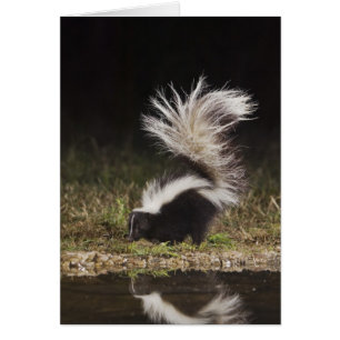 Stried Skunk, Mephitis mephitis