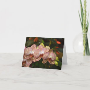 Strikte Zeichenfolge der Orchids-Note Karte
