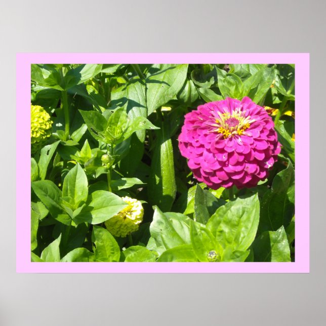 Strikter Rosa Zinnia Poster (Vorne)