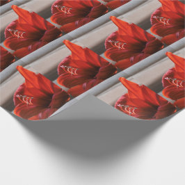 Striktes Red Lion Amaryllis Blume Foto Geschenkpapier