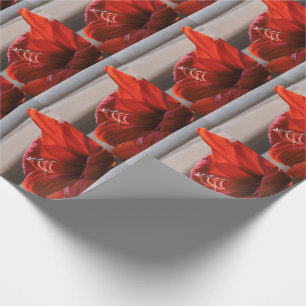 Striktes Red Lion Amaryllis Blume Foto Geschenkpapier