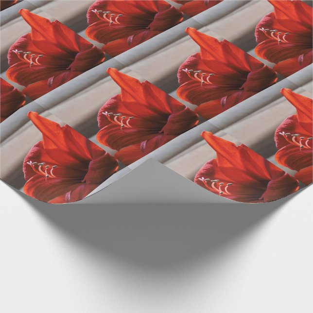 Striktes Red Lion Amaryllis Blume Foto Geschenkpapier (Ecke)