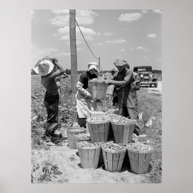 String Bean Pickers in Maryland: 1937 Poster (Vorne)