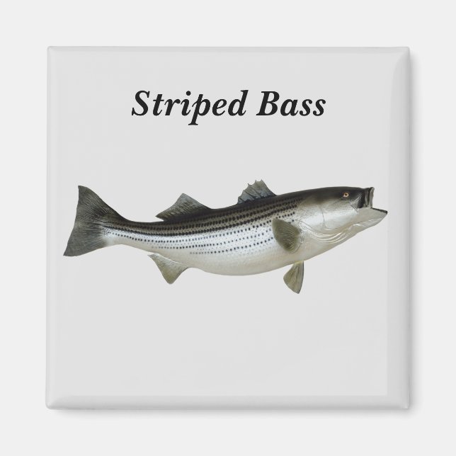 Strip Bass Magnet (Vorne)