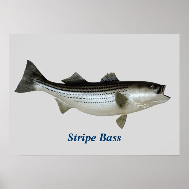 Strip Bass Poster (Vorne)