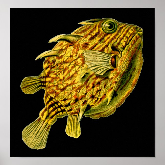 Strip Cowfish Ernst Haeckel Kunst Poster (Vorne)