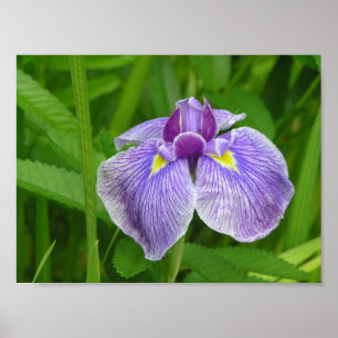 Strip Iris Poster