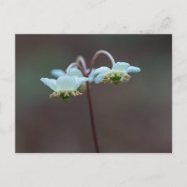 Strip Wintergreen Pipsissewa Wildblume Postkarte
