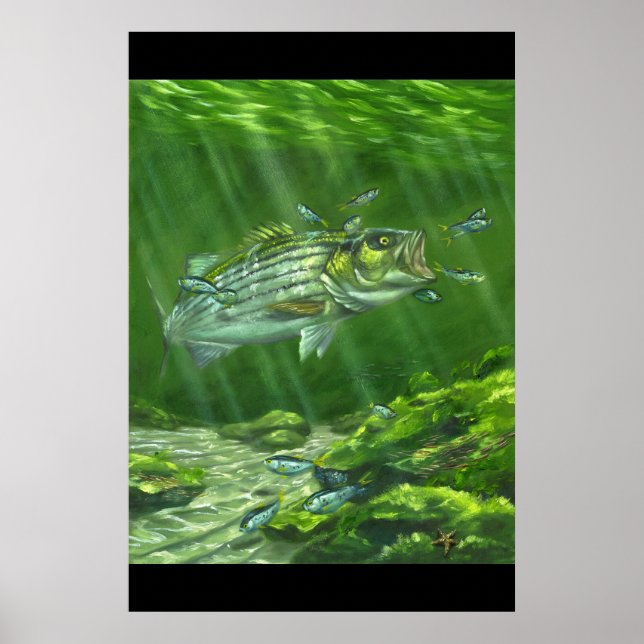 "Striped Bass on the Rocks" Poster (Vorne)