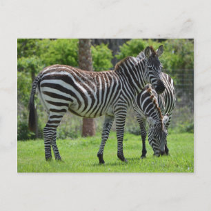 Stripes go with Everything! Postkarte