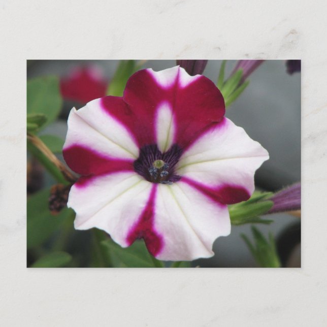 Stripped Lila Petunia Postkarte (Vorderseite)