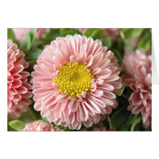 Strohblumen
