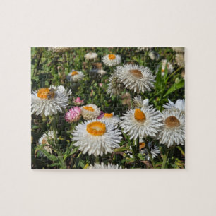 Strohblumen