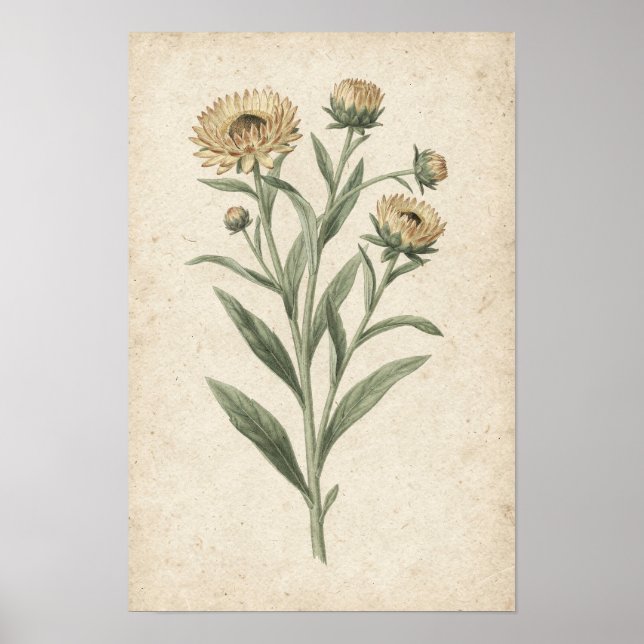 Strohblumen Botanischer Kunstdruck Poster (Vorne)