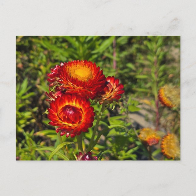 Strohblumen Postkarte (Vorderseite)