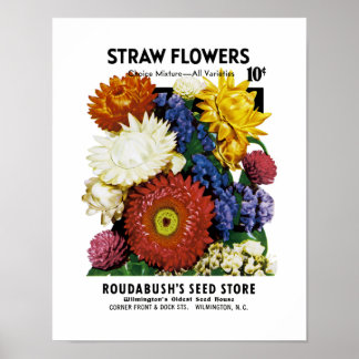 Strohblumen Samenpaket Etikett Poster