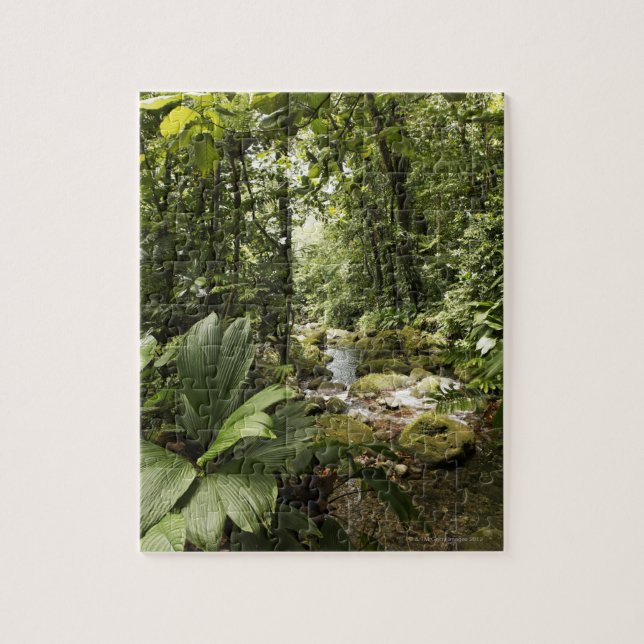 Strom im Regenwald, Dominica (Vertikal)