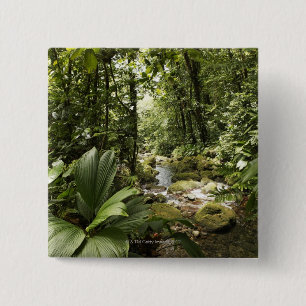 Strom im Regenwald, Dominica Button