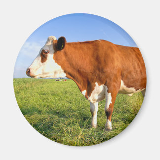 Strong Friesian Kuh Magnet